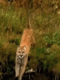 Big Cats Cougar GIF - Big Cats Cougar Mountain Lion GIFs
