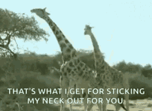 Animals Giraffes GIF - Animals Giraffes Lol GIFs