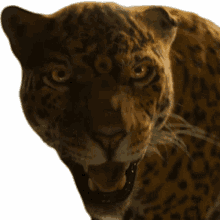 jaguar angry