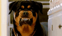 Dog Rottweiler GIF - Dog Rottweiler Angry GIFs