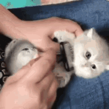 Cat Comb GIF - Cat Comb GIFs