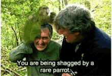 rare parrot