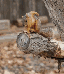 squirrel squirrel