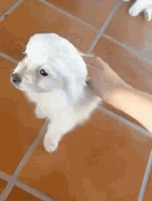 Dog Cane GIF - Dog Cane Cagnolino GIFs