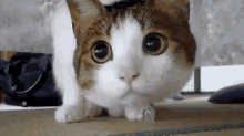 Cat Cute GIF - Cat Cute Big GIFs