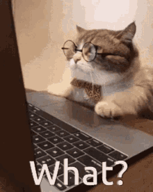 What Cat GIF - What Cat Laptop GIFs