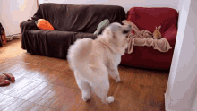 jumping around energetic playing dog toy rabbit
