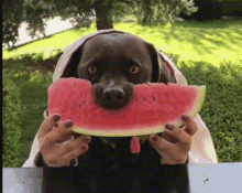 Dog Watermelon GIF - Dog Watermelon GIFs