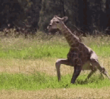 leg giraffe trying to stand limp