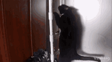 viralhog cat climbing ladder ninja cat