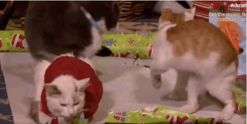 Pawty Christmas GIF - Pawty Christmas Cat GIFs