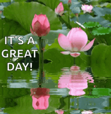 Great Day Flowers GIF - Great Day Flowers Water Lilies GIFs