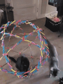 Cat Trapped In Expandable Ball GIF - Cat Trapped In Expandable Ball GIFs