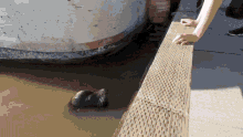 sealion animal shimapan omaewamoushindeiru sealion animal shimapan omaewamoushindeiru