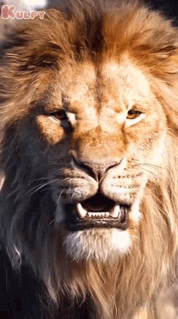 Roaring Lion GIF - Roaring Lion Garjinchuta GIFs