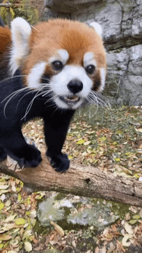 red-panda-truly.gif