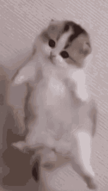 tenor.gif