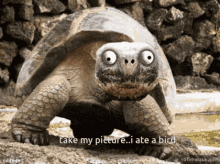 Turtle On Meth Take My Picture GIF - Turtle On Meth Take My Picture GIFs