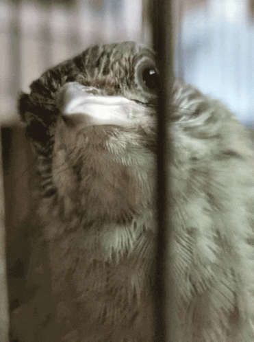 Bird Pukluk GIF - Bird Pukluk GIFs