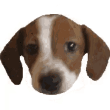 franker-z-twitch.gif