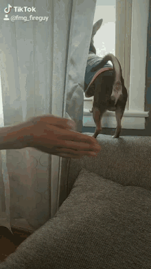 Tiktok Dog GIF - Tiktok Dog Butt GIFs