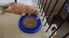 Cats Bored GIF - Cats Bored Playing GIFs