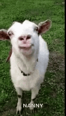 Goat Lick GIF - Goat Lick Nanny GIFs