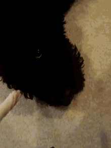 Guilty Dog Cat Treats GIFs | Tenor