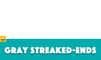 Navamojis Gray Streaked Ends Clan Sticker - Navamojis Gray Streaked Ends Clan Stickers