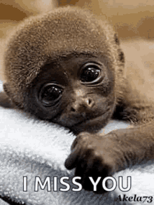 i miss you monkey cute baby pet i miss you monkey cute baby pet