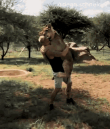 hugging a lion dean schneider dean schneider vlogs embrace petting a lion
