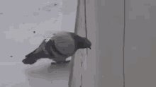 dove jump