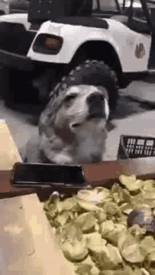 Happy Dog Thursday Thoughts GIF - Happy Dog Thursday Thoughts Cute Dogs GIFs