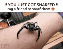 Snarf Spiter GIF - Snarf Spiter Spider GIFs