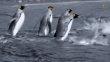 Get Into The Water National Geographic GIF - Get Into The Water National Geographic Penguins GIFs