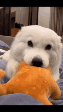 Dog Cute GIF - Dog Cute Stuffed Animal GIFs