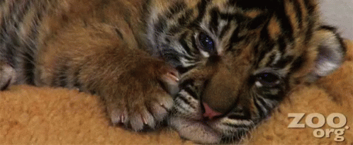 Cute Tiger Gifs Tenor