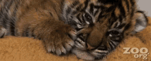 zoo tiger baby sleepy wave