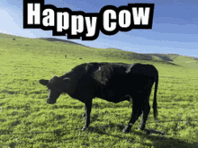 cow california
