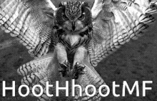 hoot hoot owl fly