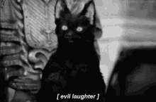 Evil Cat GIF - Evil Cat Laugh GIFs
