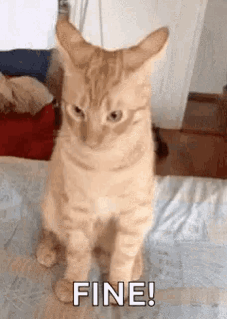 Smhlaugh Tuesday GIF - Smhlaugh Tuesday Cat GIFs