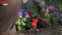 Pulling Flowers GIF - George Lopez Flowers Pulling Flowers GIFs