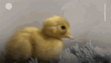 Duckling Baby GIF - Duckling Duck Baby GIFs