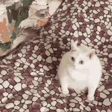 Cat Vomit GIF - Cat Vomit Yogurt GIFs