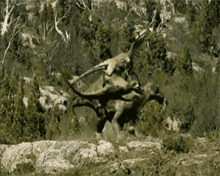 fighting parasaur