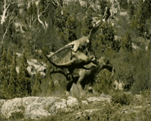 raptors parasaur bite fighting raptors parasaur bite fighting