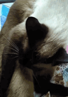 Cat Groom GIF - Cat Groom Siamese Cat GIFs