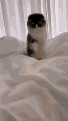 Cat Funny Jump Cute Bed Cats GIF - Cat Funny Jump Cute Bed Cat Cats GIFs