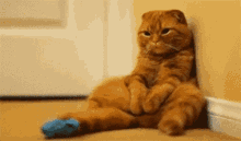 Cat Sitting GIF - Cat Sitting Corner GIFs
